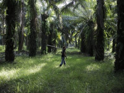 Tomada de: Contracorriente Honduras